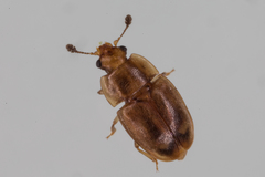 Epuraea imperialis