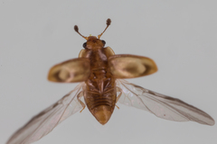 Epuraea imperialis