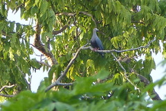 Ducula pinon