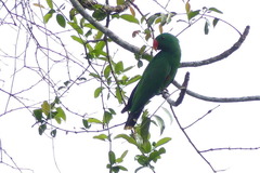 Eclectus roratus