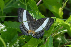 Cyrestis acilia