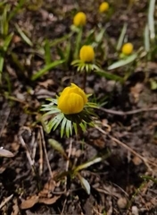 Eranthis hyemalis