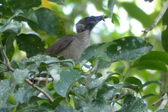 Philemon buceroides novaeguineae