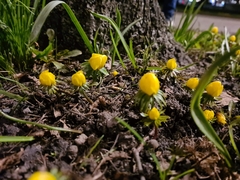 Eranthis hyemalis
