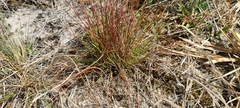 Xyris stenotera