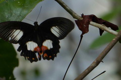 Papilio ambrax