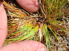 Xyris stenotera