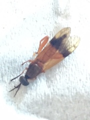 Benhamyia apicalis