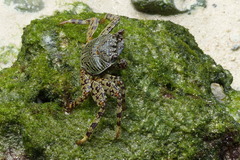 Grapsus albolineatus