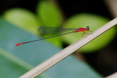 Teinobasis rufithorax