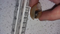 Papawera zelandiae