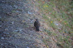 Cinclodes patagonicus chilensis