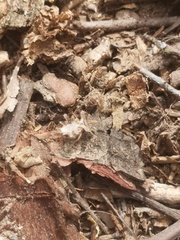 Phyllomorpha laciniata