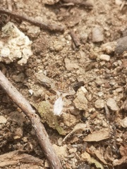 Phyllomorpha laciniata