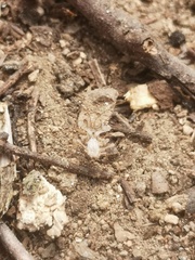 Phyllomorpha laciniata