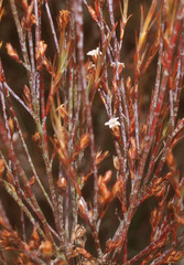 Dracophyllum subulatum