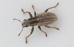 Sitona striatellus