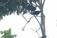 Corvus fuscicapillus