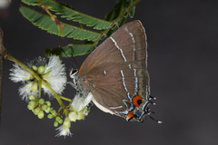 Parrhasius moctezuma