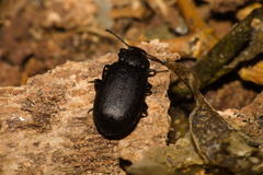 Coleoptera