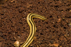 Winsoria bipatria