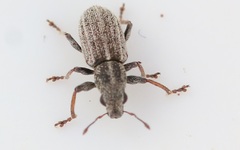 Sitona striatellus