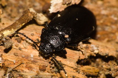 Coleoptera