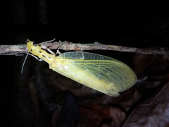 Chloronia mirifica
