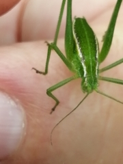 Odontura glabricauda