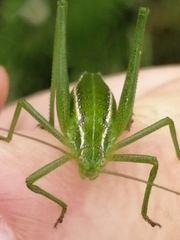 Odontura glabricauda