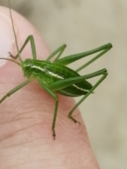 Odontura glabricauda