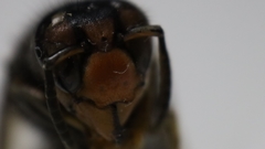 Vespa velutina
