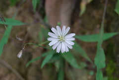 Ixeris chinensis