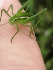 Odontura glabricauda