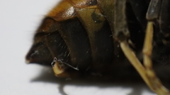 Vespa velutina