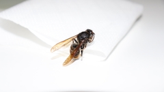 Vespa velutina