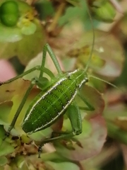 Odontura glabricauda