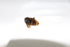 Vespa velutina