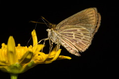 Callimormus interpunctata