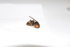 Vespa velutina