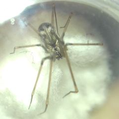 Hoplopholcus forskali