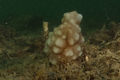 Phallusia mammillata