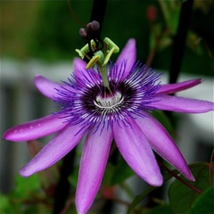 Passiflora amethystina × caerulea
