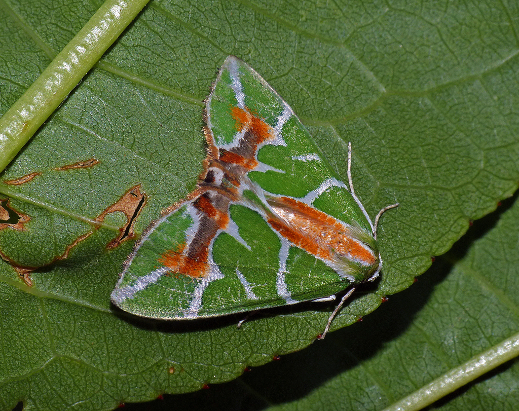 Chlorodes