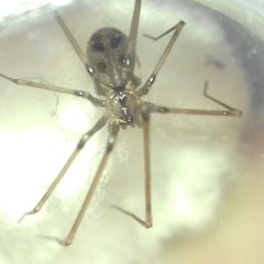 Hoplopholcus forskali
