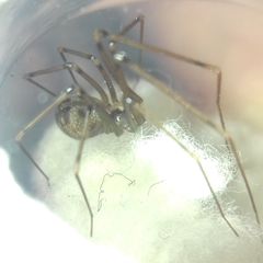 Hoplopholcus forskali