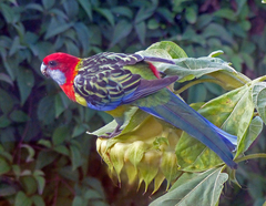 Platycercus eximius diemenensis