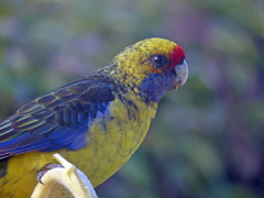 Platycercus caledonicus