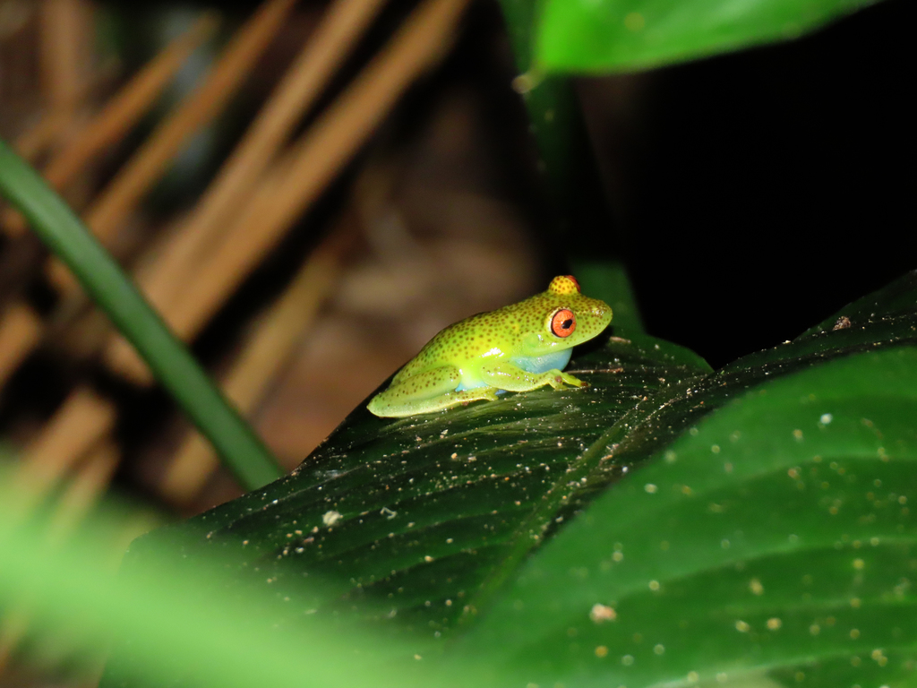 Serra Do Mar Canebrake Tree Frog