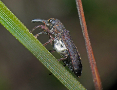 Isacantha dermestiventris